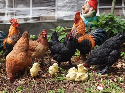 Hahn huhn figur deko küken - hahn,