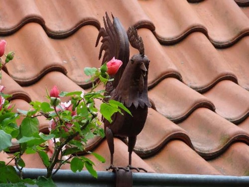 Dachrinnen und zaun figur hahn - dachrinnen, zaun-figur