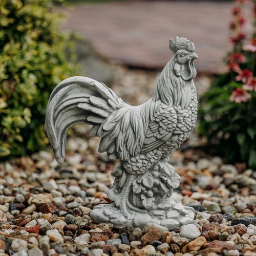 Hahn haushahn gockel - hahn,