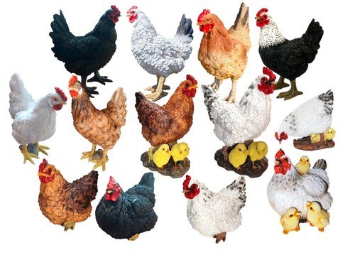 Muwse hahn huhn henne - huhn,