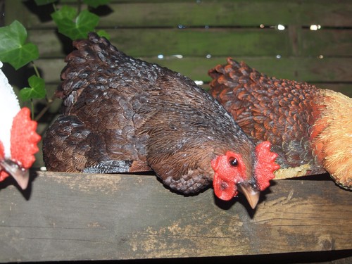 Huhn henne deko - huhn,